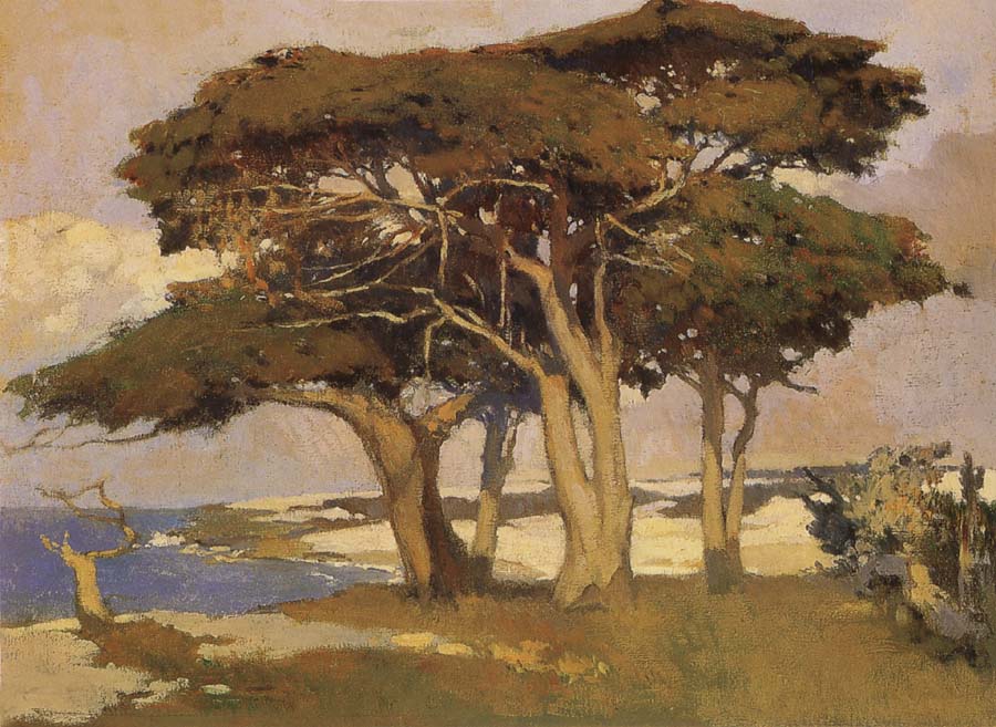 Monterey Cypress